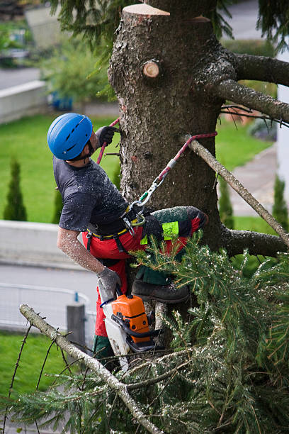 Reliable Groveton, VA Tree Removal Solutions